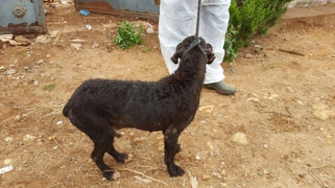 Rescatan a una veintena de perros desnutridos en Sevilla