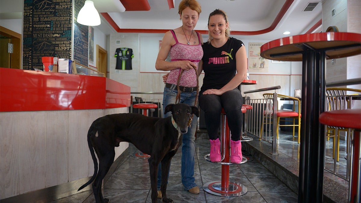 Consumiciones gratis a cambio de comida para perros en un bar de León Consumiciones gratis a cambio de comida para perros en un bar de León