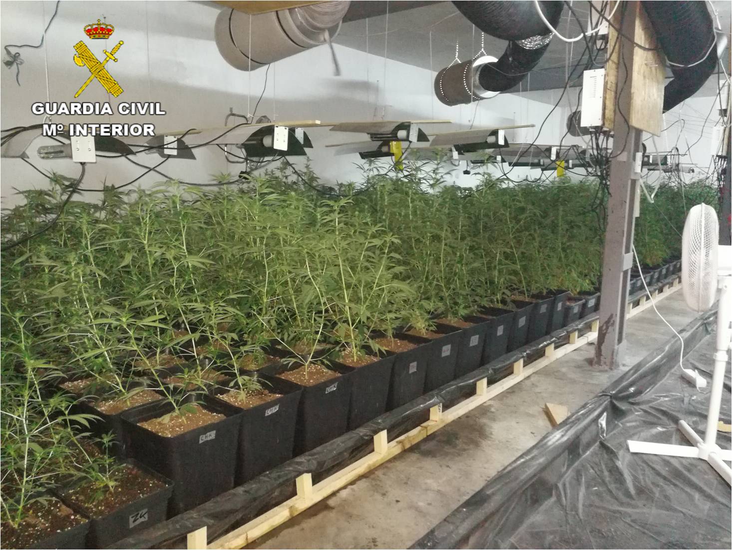 La Guardia Civil desmantela en Monóvar una plantación clandestina de marihuana con más de 1.400 plantas La Guardia Civil desmantela en Monóvar una plantación clandestina de marihuana con más de 1.400 plantas