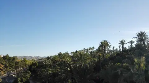 Elche disfruta de cielo despejado. Tiempo