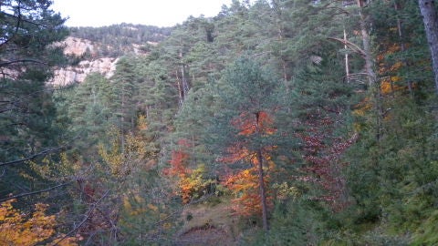 La falta de gestion forestal acelera la sustitucion de pinos por encinas