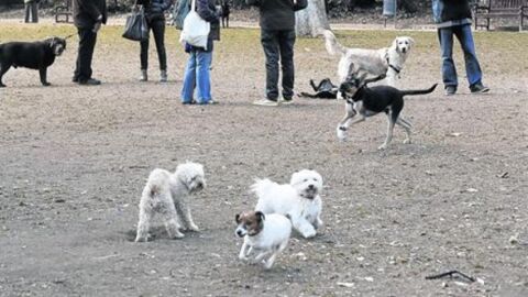 Gossos jugant al Tur&oacute; Parc
