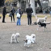 Gossos jugant al Turó Parc