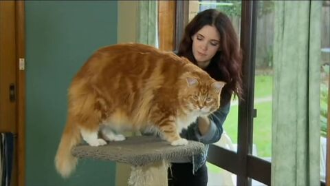 Frame 12.664225 de: Omar, podr&iacute;a ser el gato dom&eacute;stico m&aacute;s grande del mundo