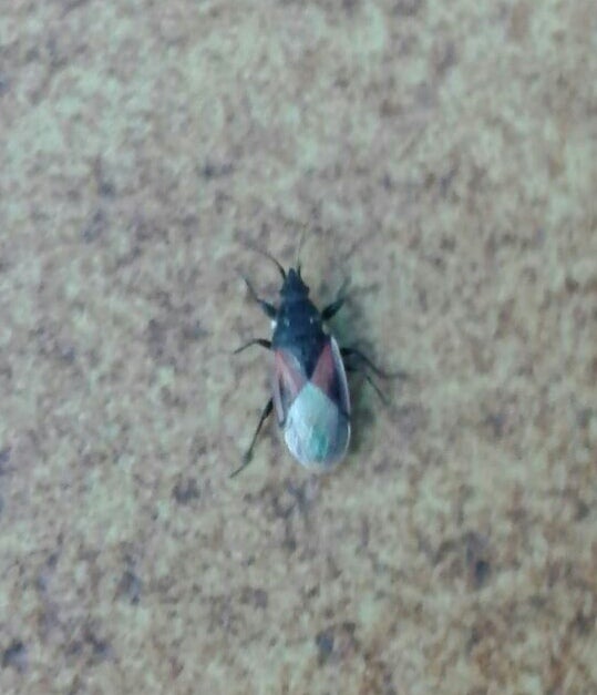 Vecinos de Torrellano denuncian una plaga de insectos y piden al Ayuntamiento de Elche una actuación urgente Vecinos de Torrellano denuncian una plaga de insectos y piden al Ayuntamiento de Elche una actuación urgente