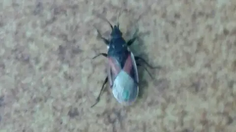 Son miles los insectos que como el de la foto invaden la zona afectada de la pedanía de Torrellano. Insecto