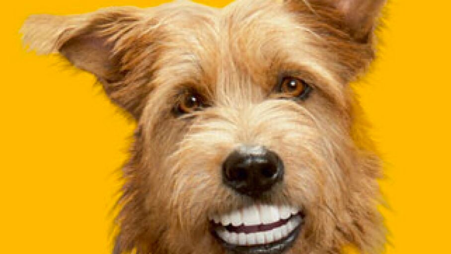 perro feliz