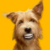 perro feliz