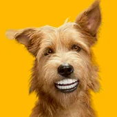 perro feliz perro feliz