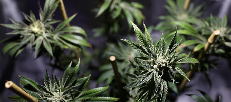 Imagen de plantas de marihuana Imagen de plantas de marihuana