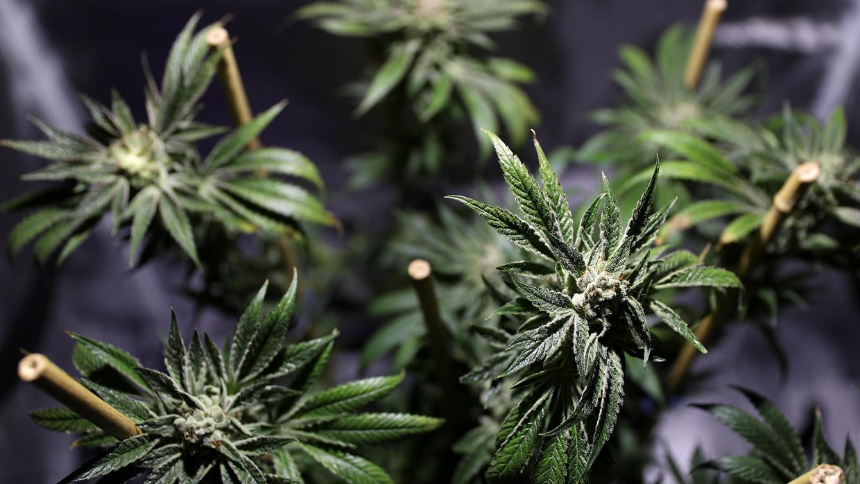 Desmantelan una plantación de marihuana y detienen a ocho personas, entre ellas dos menores en Málaga Desmantelan una plantación de marihuana y detienen a ocho personas, entre ellas dos menores en Málaga