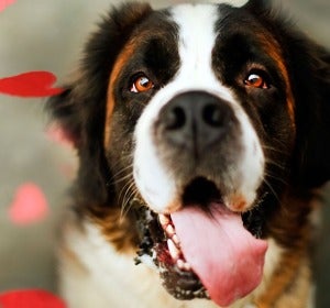 Hazte la lista - 10 perros que te hubieran cambiado la infancia Hazte la lista - 10 perros que te hubieran cambiado la infancia