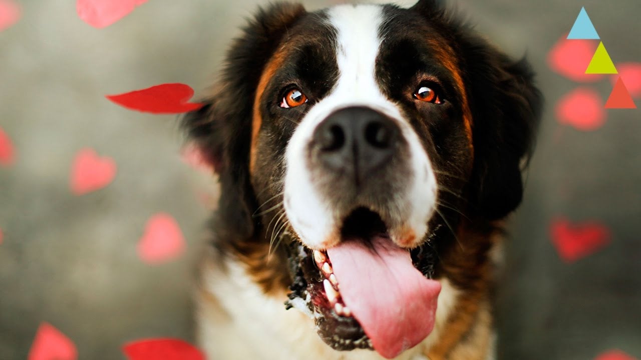 ¿Qué son las glándulas perianales y por qué son tan molestas en algunos perros? ¿Qué son las glándulas perianales y por qué son tan molestas en algunos perros?