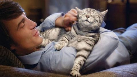 Irlanda busca abrazadores de gatos