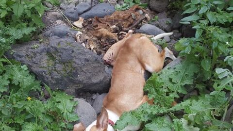 Cad&aacute;ver de un perro arrojado por un acantilado