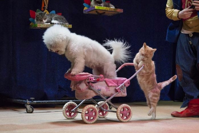 Un circo infantil ruso explota a más de 150 gatos Un circo infantil ruso explota a más de 150 gatos
