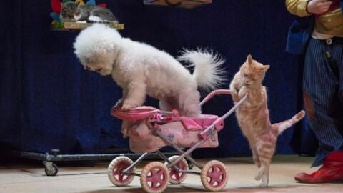Dos de los animales del circo en uno de los espect&aacute;culos