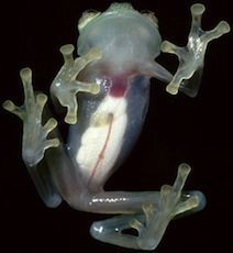 Descubierta una rana de "cristal" que deja ver su corazón Descubierta una rana de "cristal" que deja ver su corazón