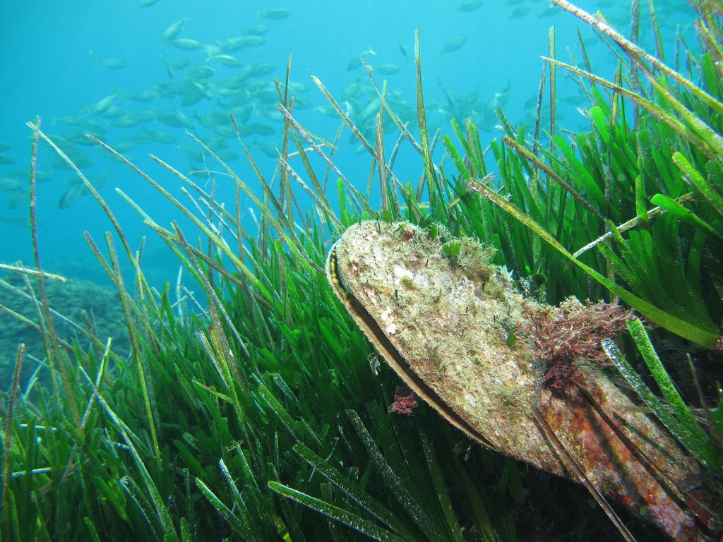 Los bacteriófagos y el exterminio de los Pinna Nobilis Los bacteriófagos y el exterminio de los Pinna Nobilis
