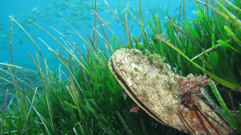 Pinna Nobilis Pinna Nobilis