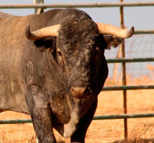 Toro victorino, de la ganadería de Victorino Martín Toro victorino, de la ganadería de Victorino Martín