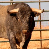 Toro victorino, de la ganadería de Victorino Martín