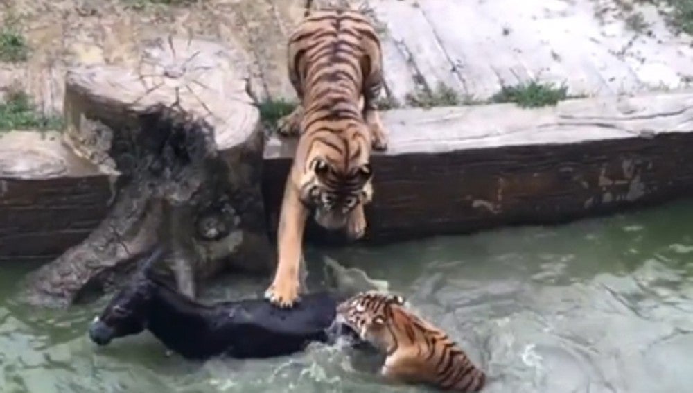 Dos tigres devoran a un burro
