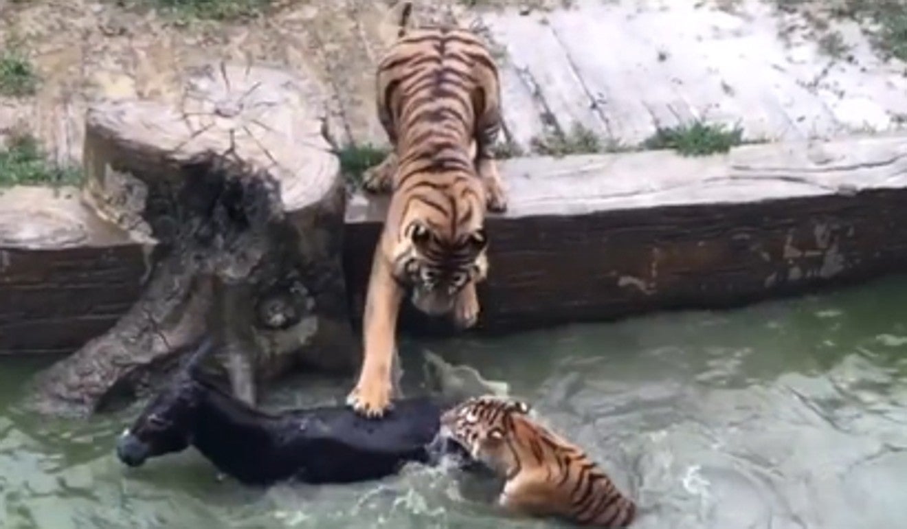 Escándalo en un zoo de China por alimentar a dos tigres con un burro vivo Escándalo en un zoo de China por alimentar a dos tigres con un burro vivo