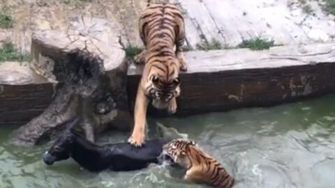 Dos tigres devoran a un burro