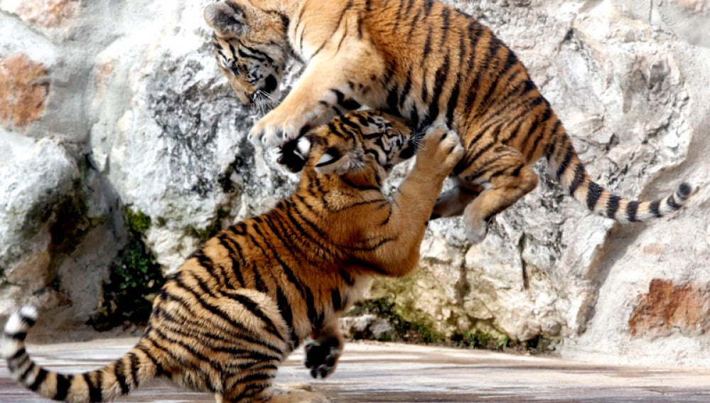 Nuevos tigres de Bengala en el Parque de Cabárceno
