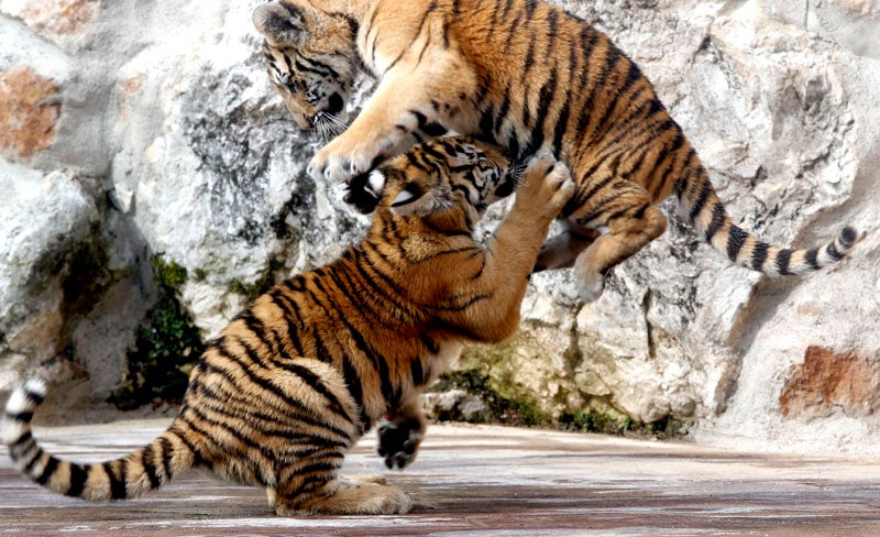 Dos tigres de Bengala se suman “a la familia de Cabárceno” Dos tigres de Bengala se suman “a la familia de Cabárceno”