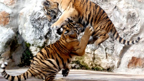Nuevos tigres de Bengala en el Parque de Cab&aacute;rceno