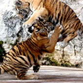 Nuevos tigres de Bengala en el Parque de Cabárceno