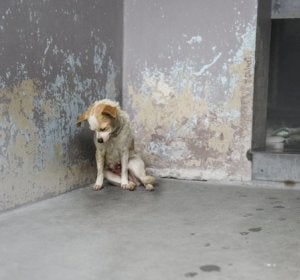 La perra estaba encorvada en una esquina y parecía deprimida La perra estaba encorvada en una esquina y parecía deprimida
