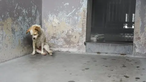 La perra estaba encorvada en una esquina y parecía deprimida La perra estaba encorvada en una esquina y parecía deprimida