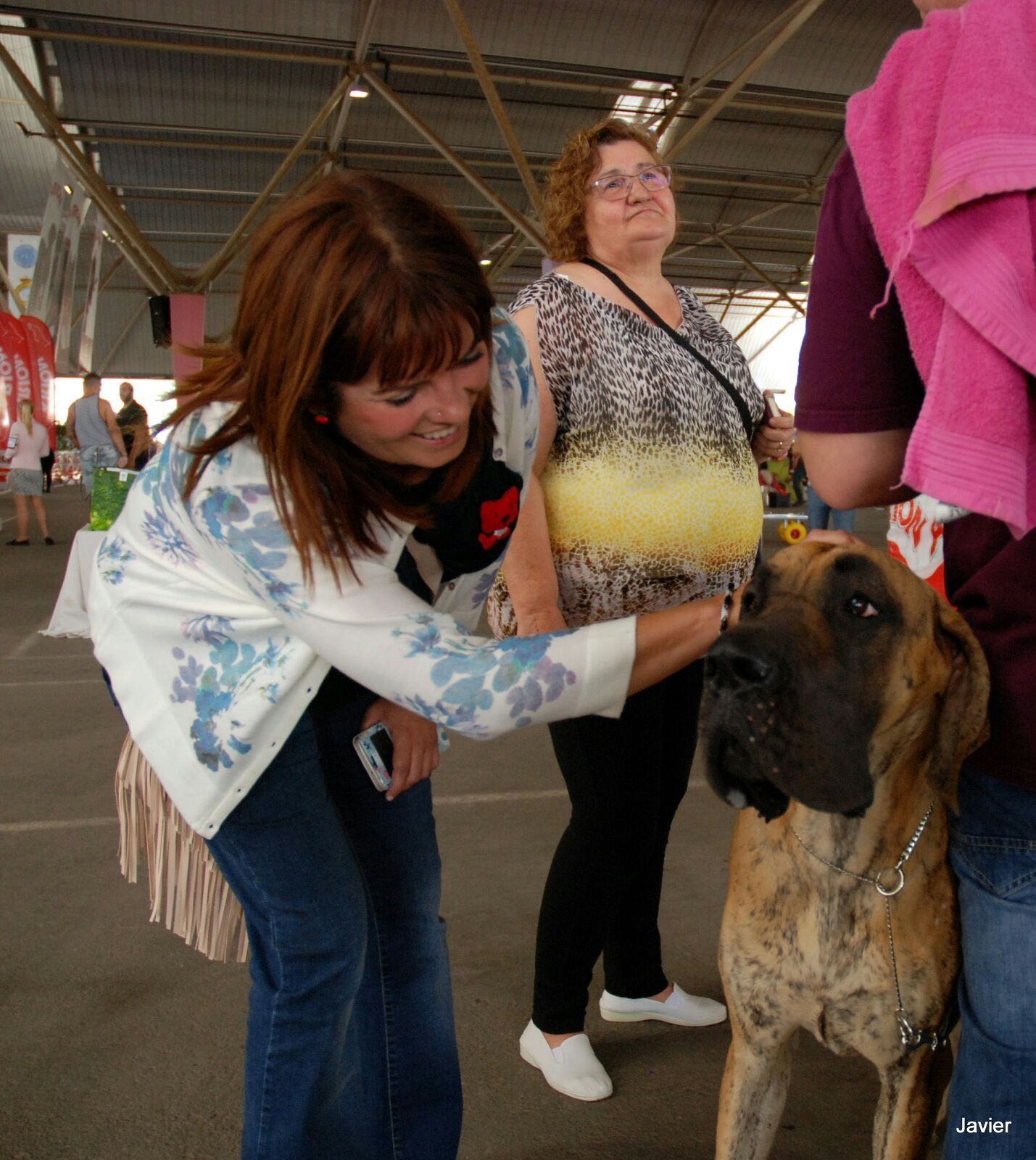Castellón será este fin de semana capital europea del perro de raza Castellón será este fin de semana capital europea del perro de raza