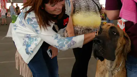 Está prevista la participación de más de 250 razas. CONCURSO PERROS CASTELLÓN