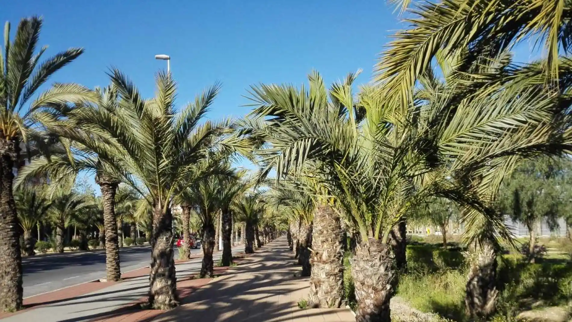 El calor seguirá siendo la nota predominante en Elche 