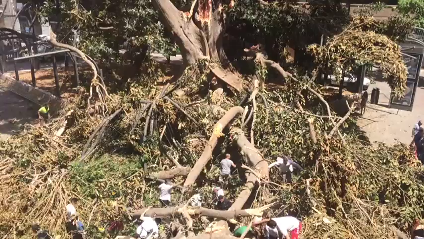 El alcalde de Murcia confirma que no hay nadie debajo del ficus de Santo Domingo y que solo hay dos heridos leves El alcalde de Murcia confirma que no hay nadie debajo del ficus de Santo Domingo y que solo hay dos heridos leves