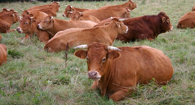 Un gran número de estadounidenses cree que los batidos de chocolate proceden de las vacas marrones Un gran número de estadounidenses cree que los batidos de chocolate proceden de las vacas marrones