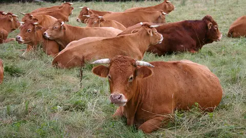 Reses bovinas Reses bovinas