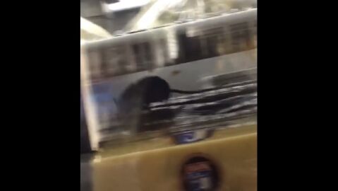 La rata entre la comida