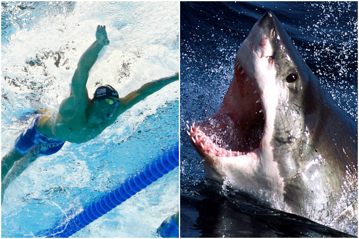 Michael Phelps nadará contra un tiburón blanco en un programa de televisión Michael Phelps nadará contra un tiburón blanco en un programa de televisión