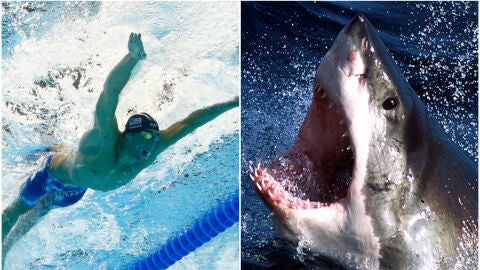 Michael Phelps, ante su mayor reto: una carrera contra un tibur&oacute;n