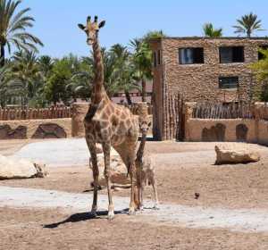 La jirafa recién nacida junto a su madre en el Río Safari de Elche. La jirafa recién nacida junto a su madre en el Río Safari de Elche.