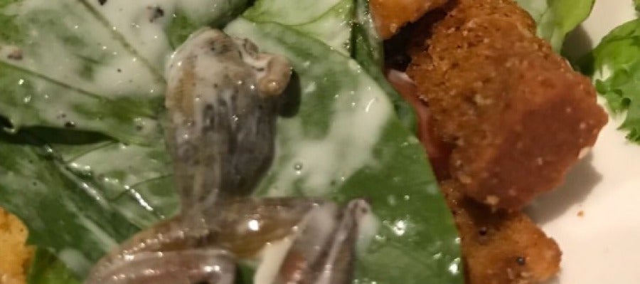 Una rana muerta en la ensalada en BJ's Restaurant and Breweries Una rana muerta en la ensalada en BJ's Restaurant and Breweries
