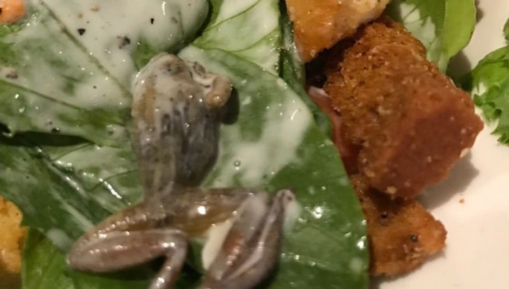 Una rana muerta en la ensalada en BJ's Restaurant and Breweries 
