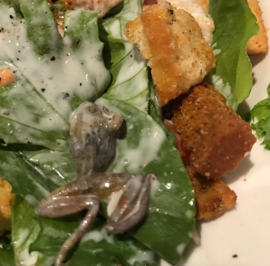 Una joven encuentra una rana muerta en su ensalada y denuncia al restaurante Una joven encuentra una rana muerta en su ensalada y denuncia al restaurante