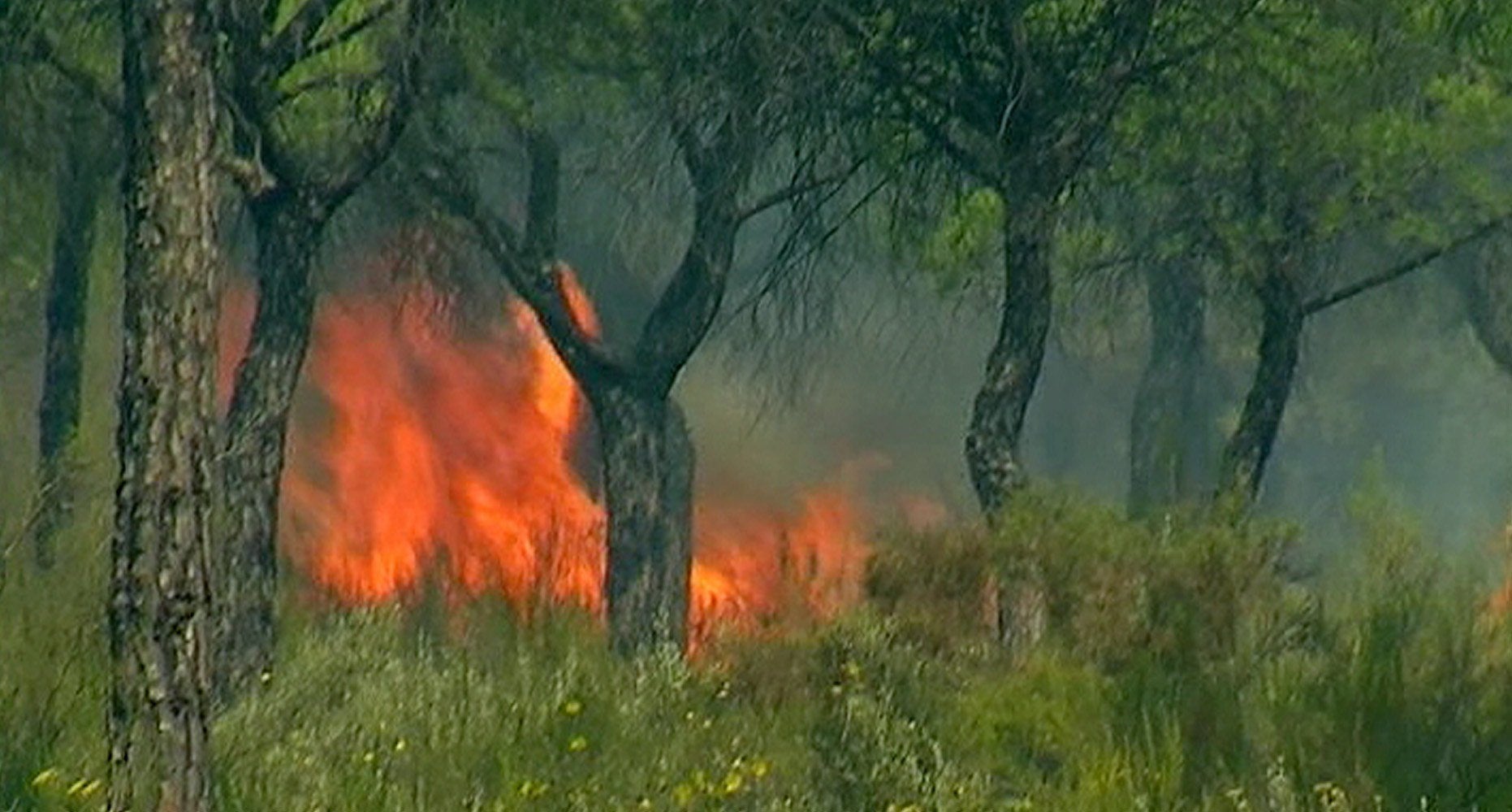 Tertulia: ¿Ha sido intencionado el incendio de Doñana? Tertulia: ¿Ha sido intencionado el incendio de Doñana?