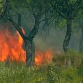 El incendio declarado en el paraje 'La Peñueña' de Moguer